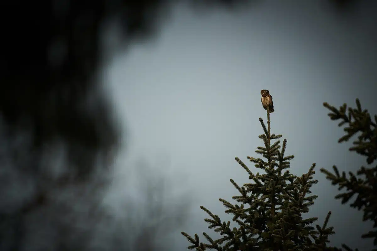 A pygmy owl calls from a spruce top.