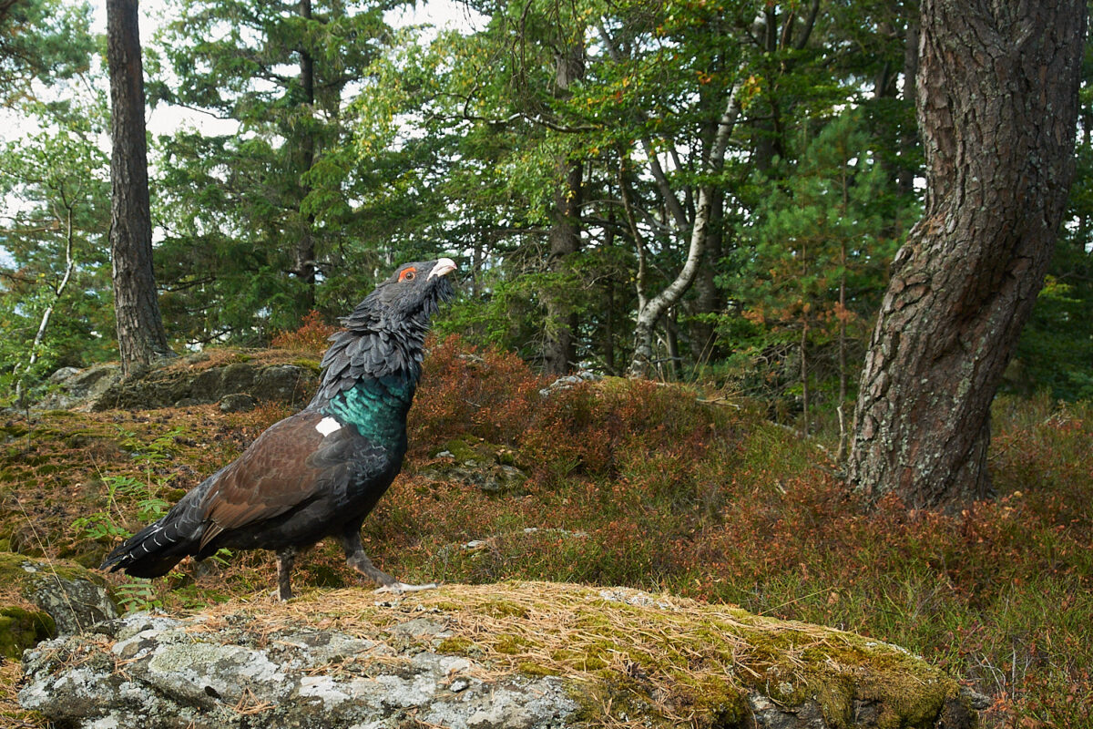 Auerhahn fotografiert im Auerwildschutzgebiet im Bayerischen Wald