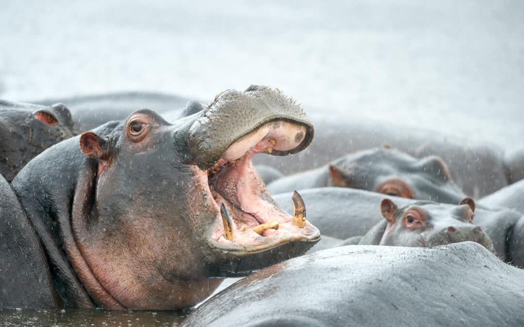 8 Außergewöhnliche Reiseziele zum Wildtiere Fotografieren