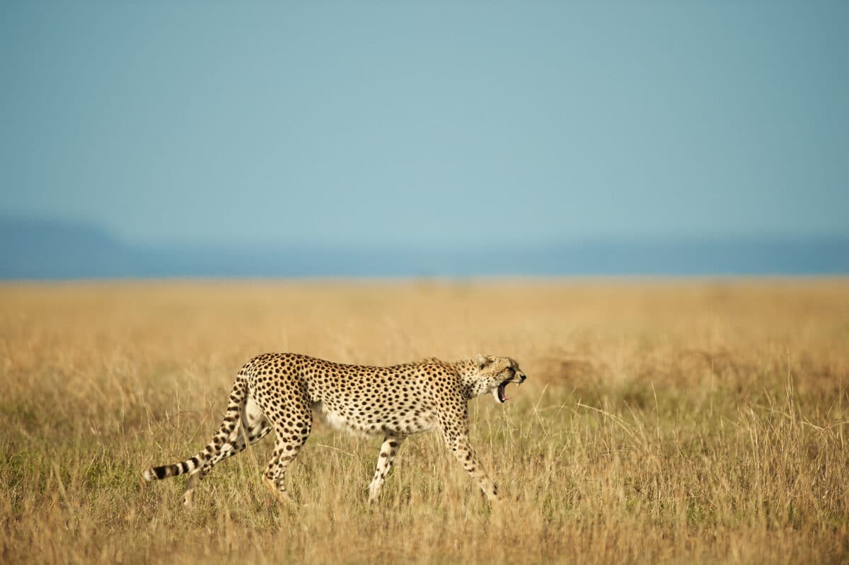 Cheetah from the Serengeti National Park in Tanzania
