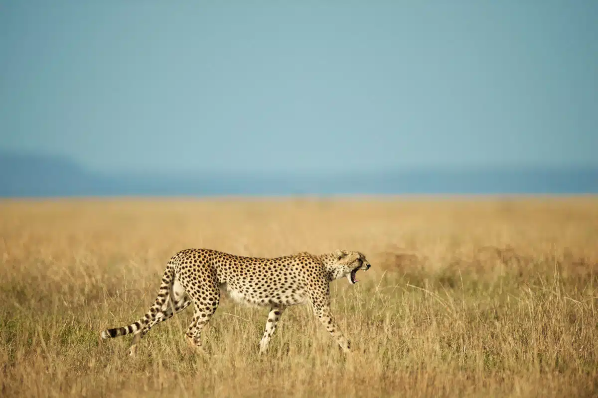 Gähnender Gepard aus der Serengeti Gepard aus dem Serengeti-Nationalpark in Tansania