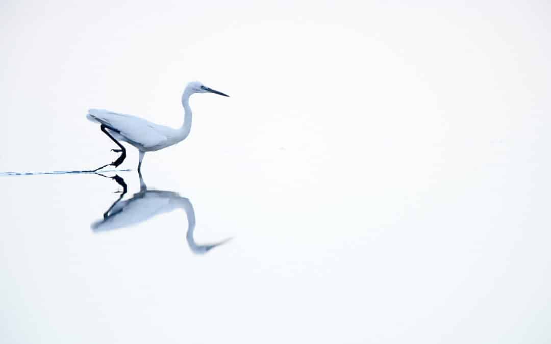 Wildlife photography with respect: how to take breathtaking animal photos without disturbing them