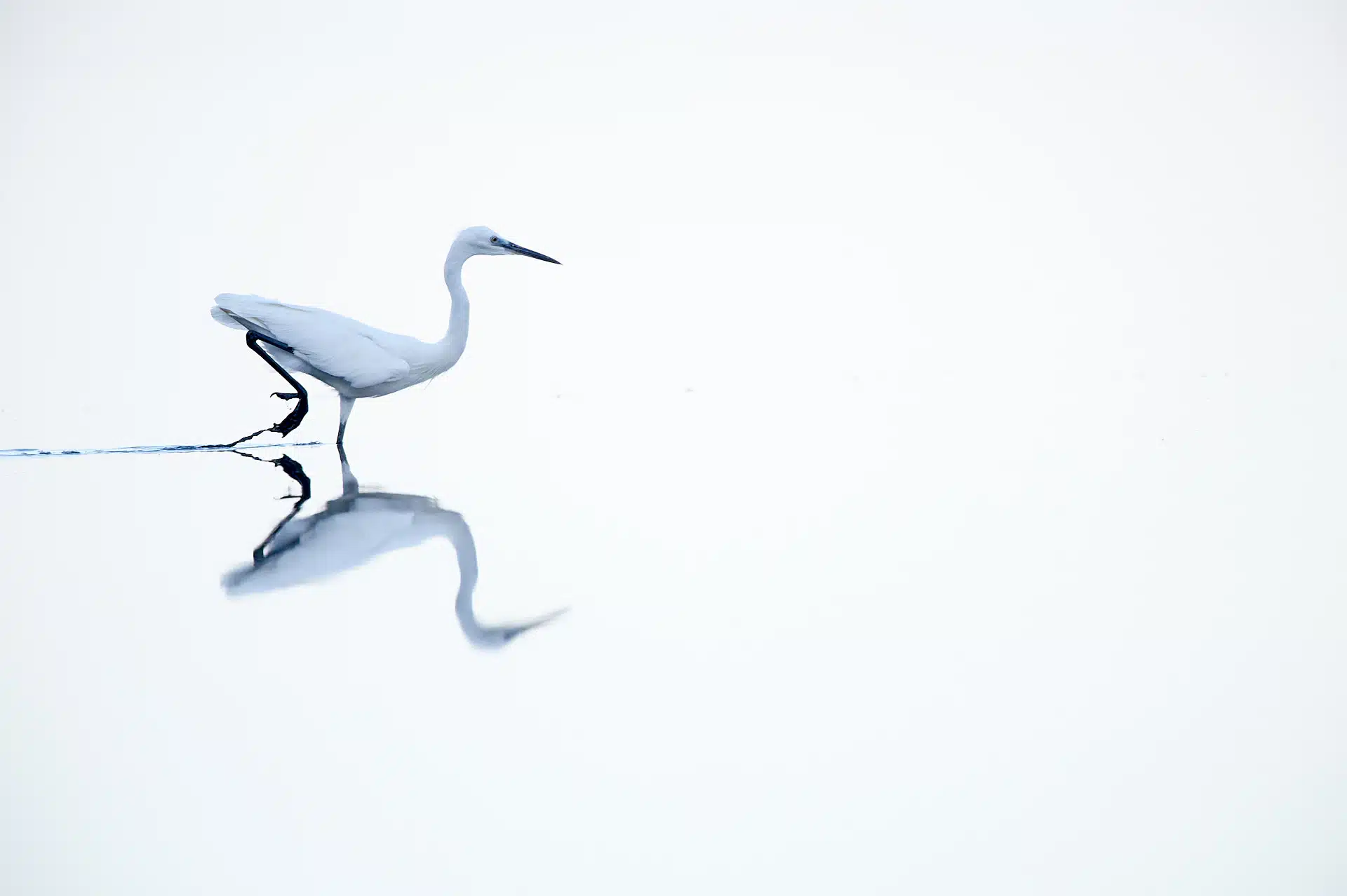 Ein Seidenreiher im spiegelglatten Wasser.