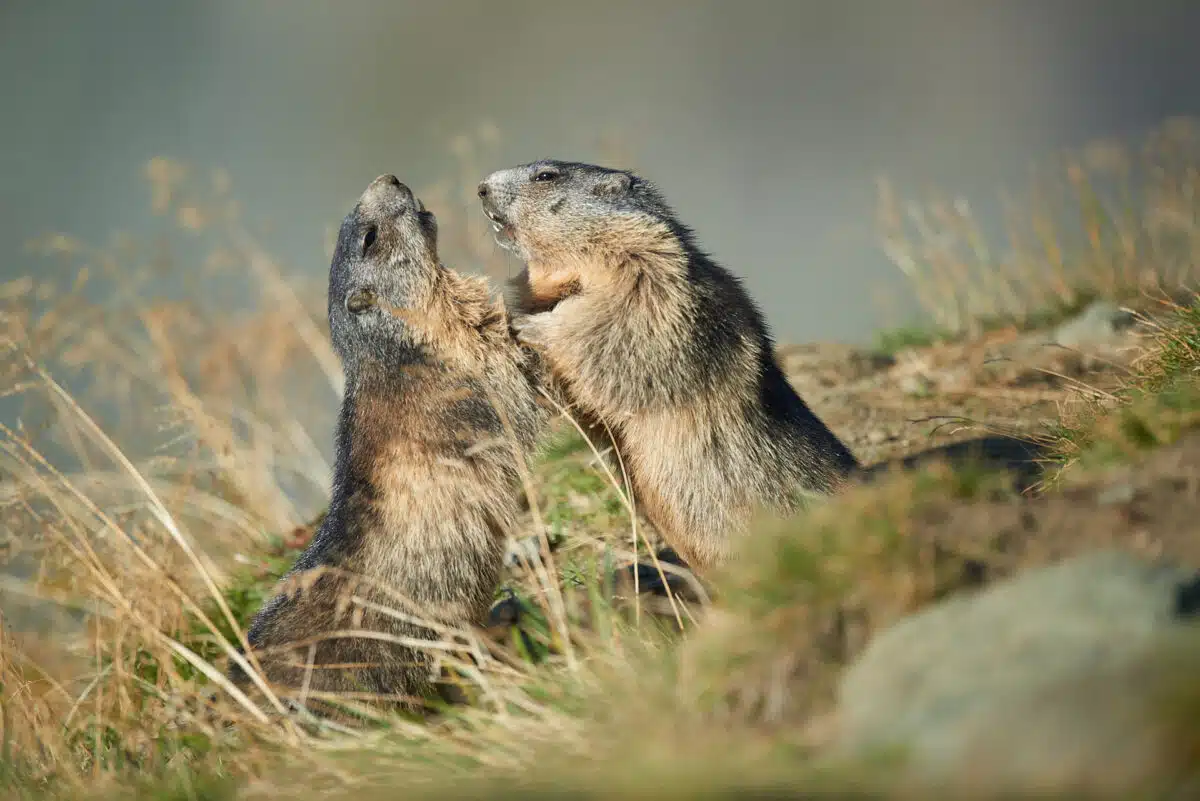 Kämpfende Murmeltiere am Großglockner