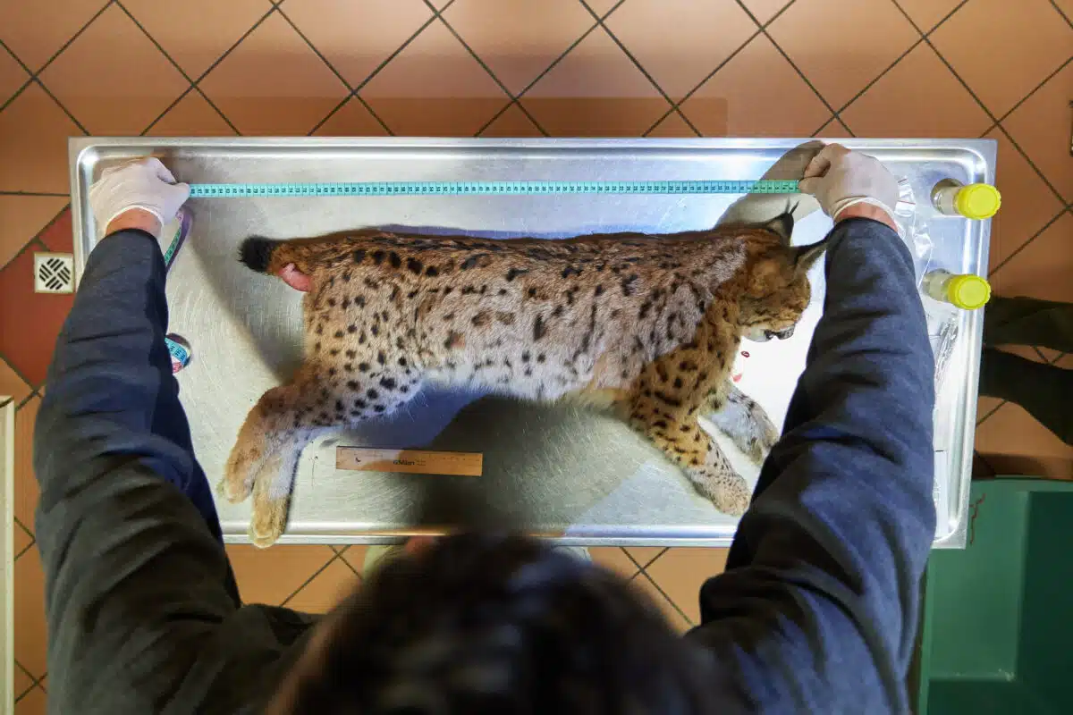 Lynx repeatedly fall victim to road traffic: a dead lynx is examined.