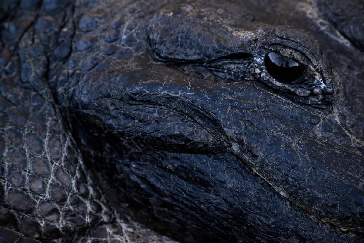 Mississippi alligator in Everglades National Park.