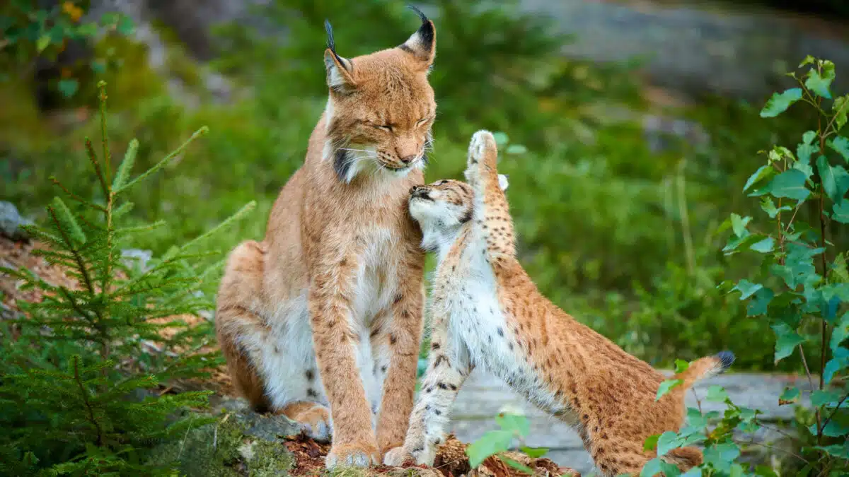 Lynx mother with cubs from the Falkenstein animal enclosure, Bavarian Forest