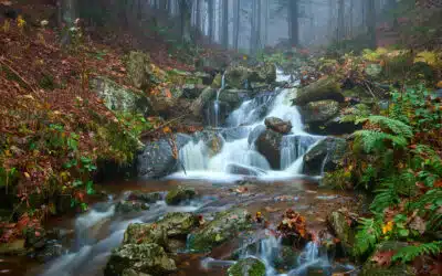 Die 5 besten Fotospots im Bayerischen Wald für Naturfotografen