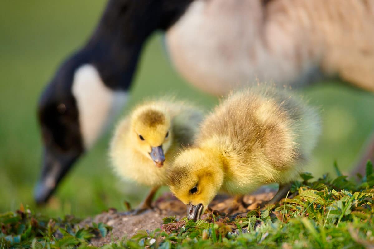 Young Canada geese eating grass.