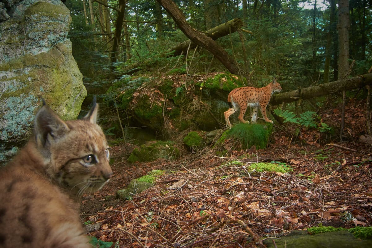 A female lynx roams the Bavarian Forest with her cub.