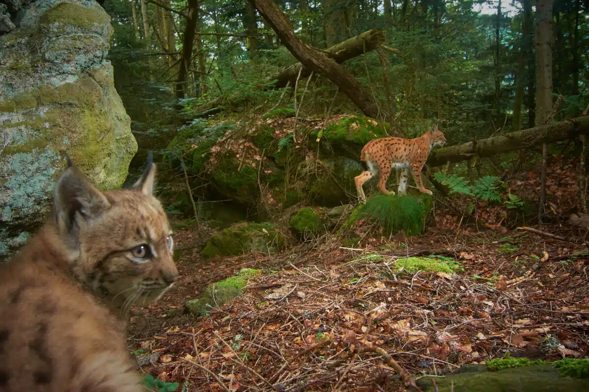 A female lynx roams the Bavarian Forest with her cub.