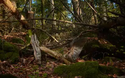 Storytelling für Naturfotografen: Von der Aufnahme zur fesselnden Geschichte