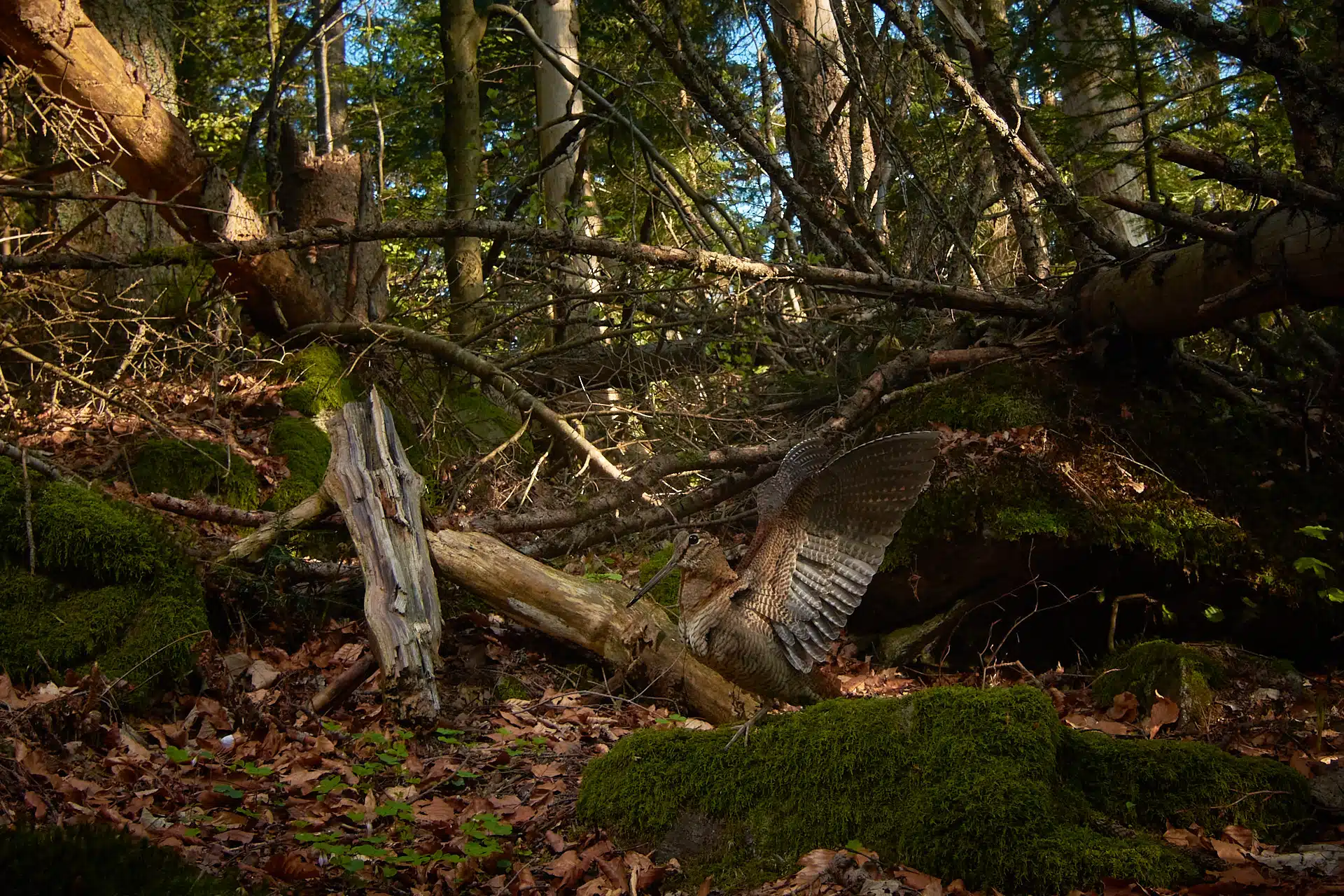 Eine unscheinbare Waldschnepfe posiert vor der Kamera