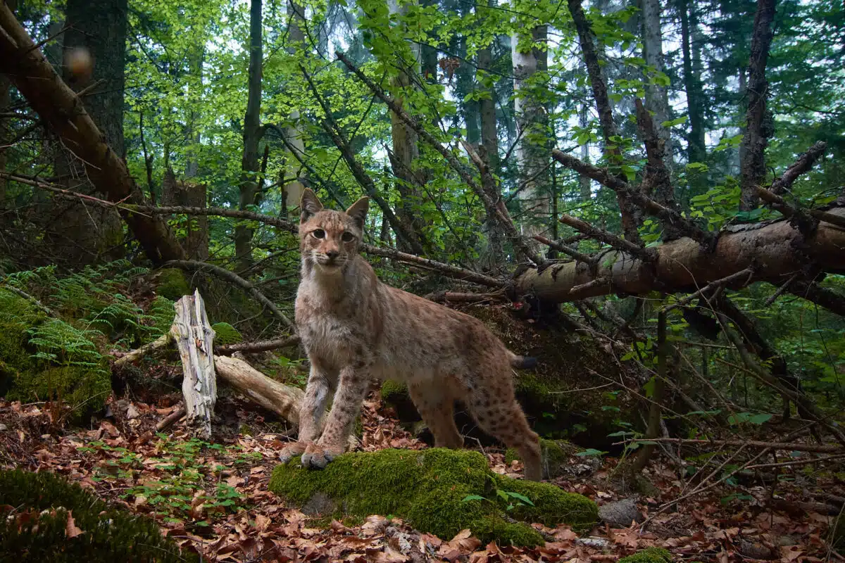 Luchs im Dickicht im Bayerischen Wald.