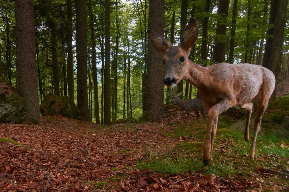 Deer are naturally rare in the Bavarian Forest.