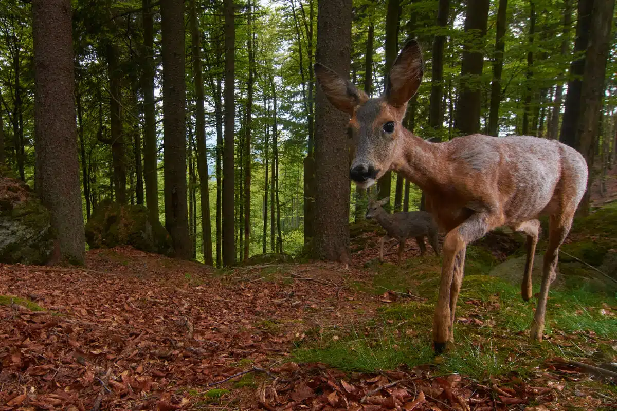 Deer are naturally rare in the Bavarian Forest.