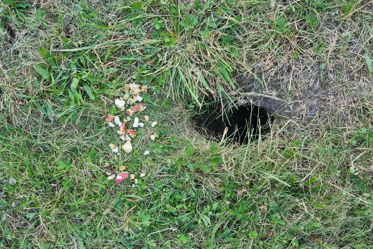 Menschliche Fütterung der Feldhamster