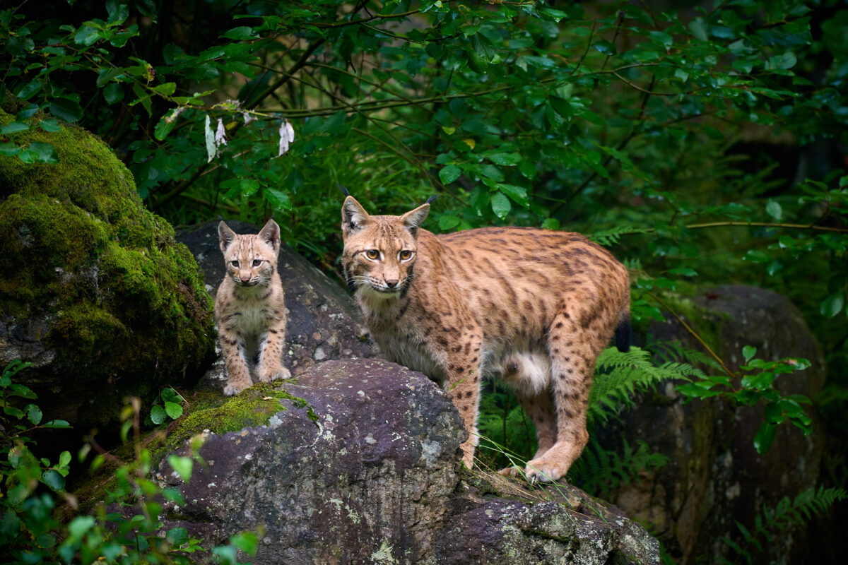 Eine Luchsin mit ihrem Jungen im Tierfreigehege Falkenstein.