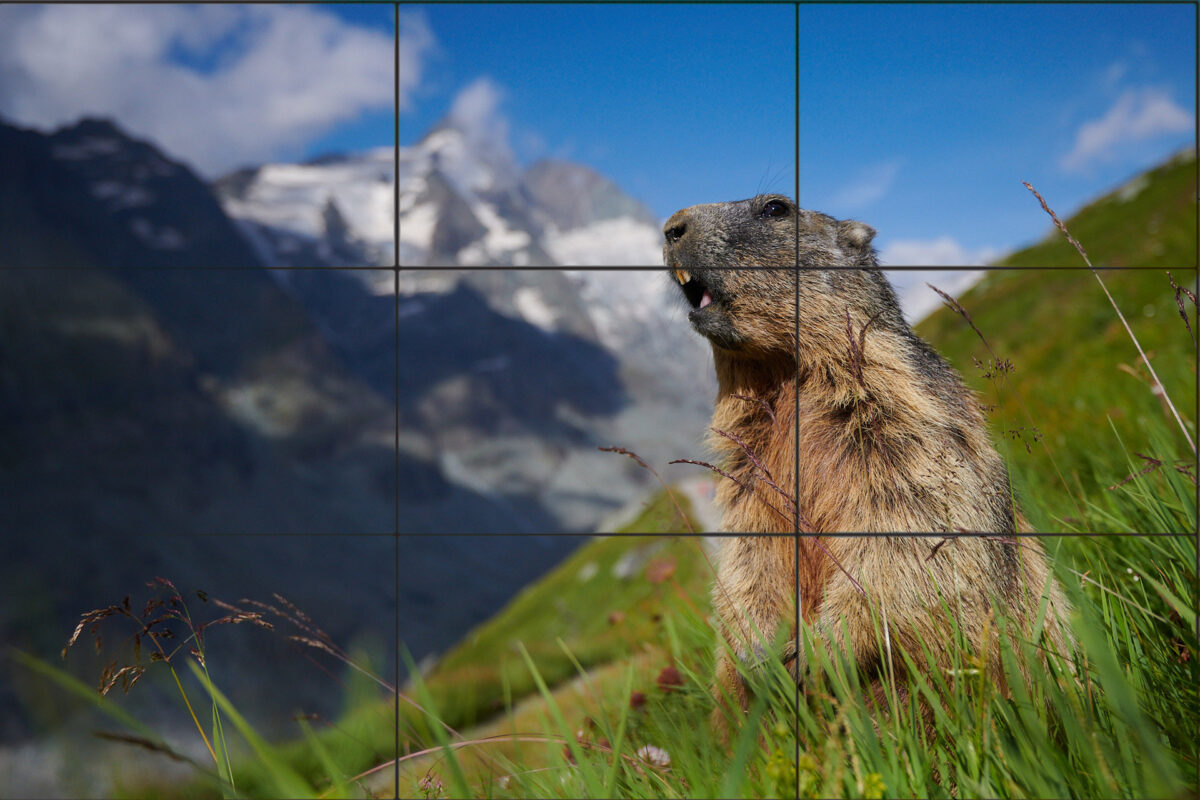 Drittelregel in der Naturfotografie auf einem Murmeltierbild.