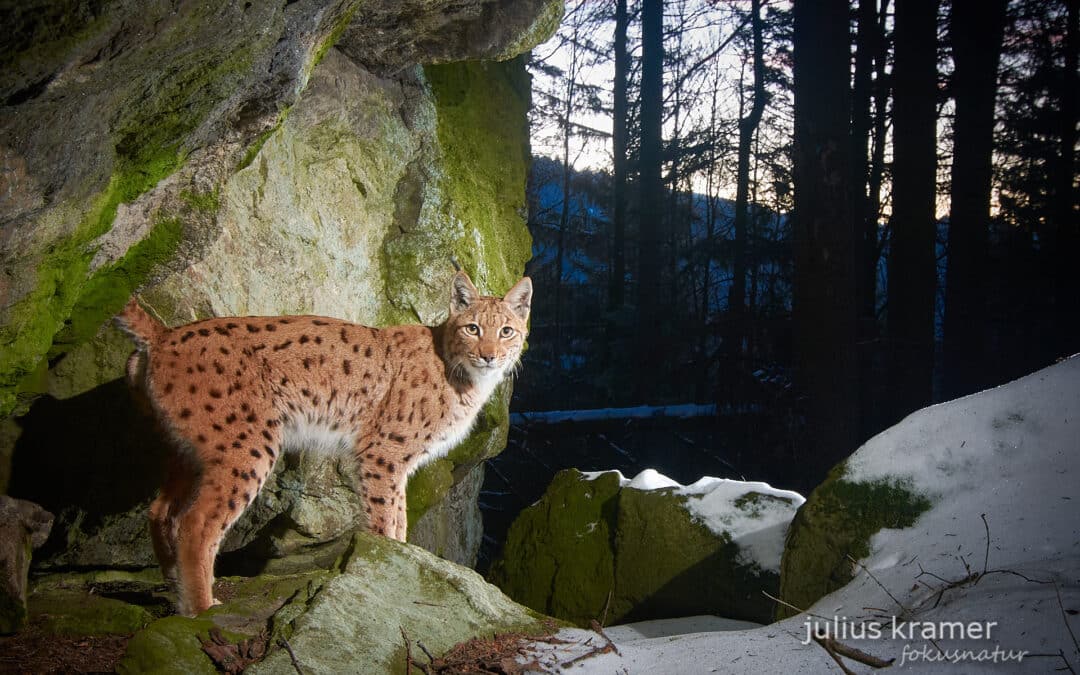 Lynx Bavarian Forest: Monitoring and conservation at a glance