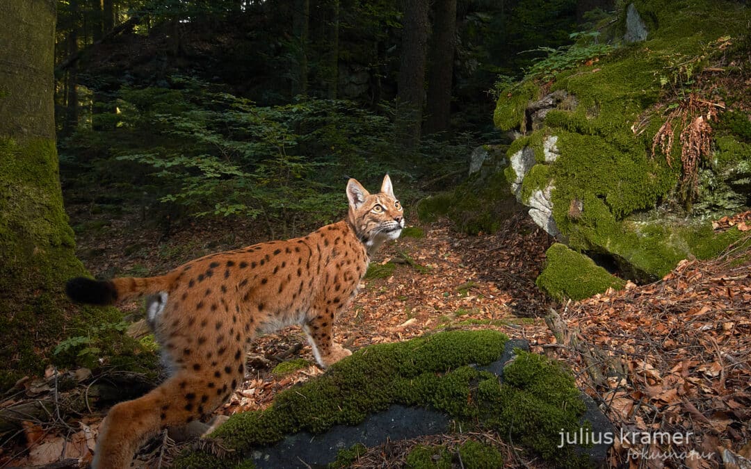 Spurensuche mit der Kamera – Luchs im Porträt: Vortrag