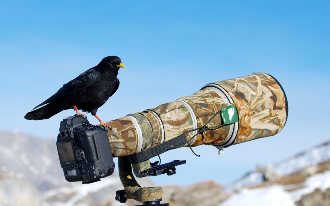 Teleobjektive für die Tierfotografie: Ausrüstung, Brennweiten & Praxistipps