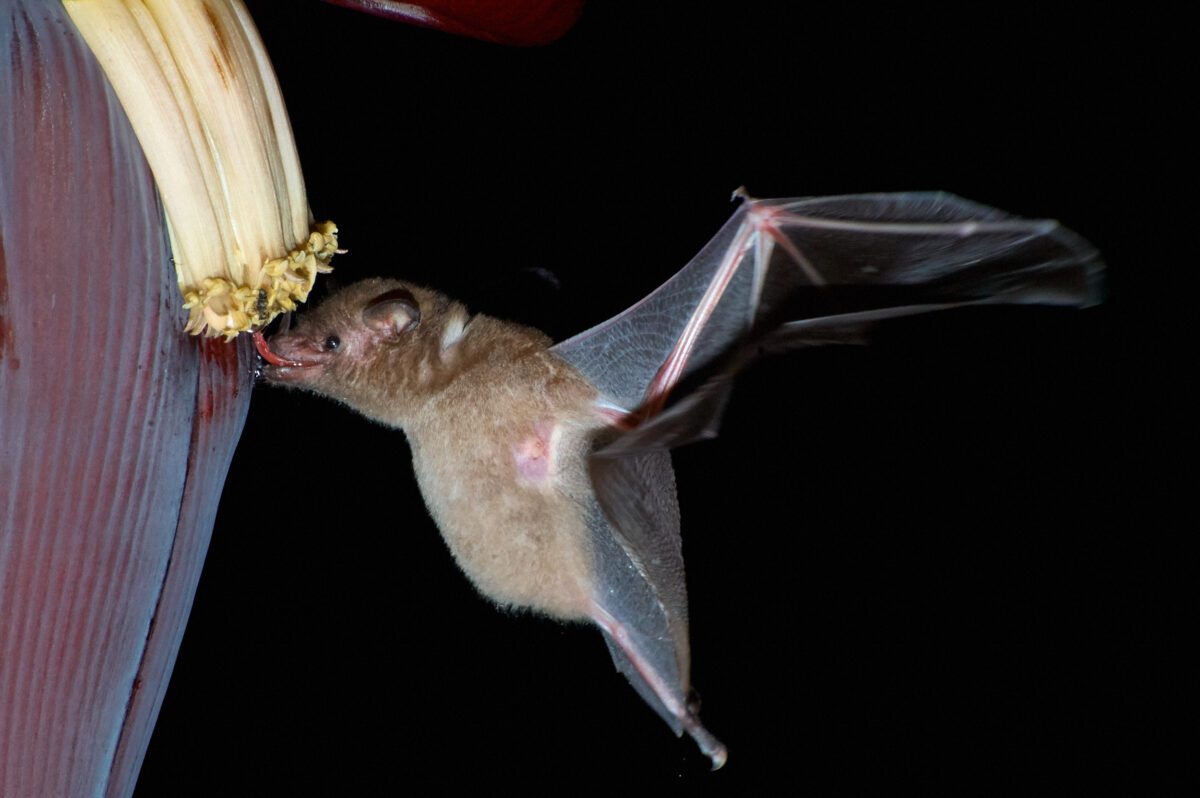 Blütenfledermaus (Glossophaga soricina)