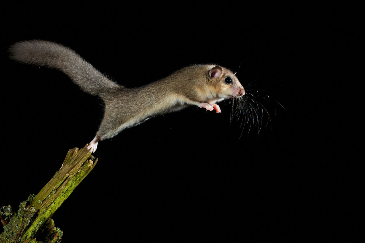 Siebenschläfer bei Nacht
