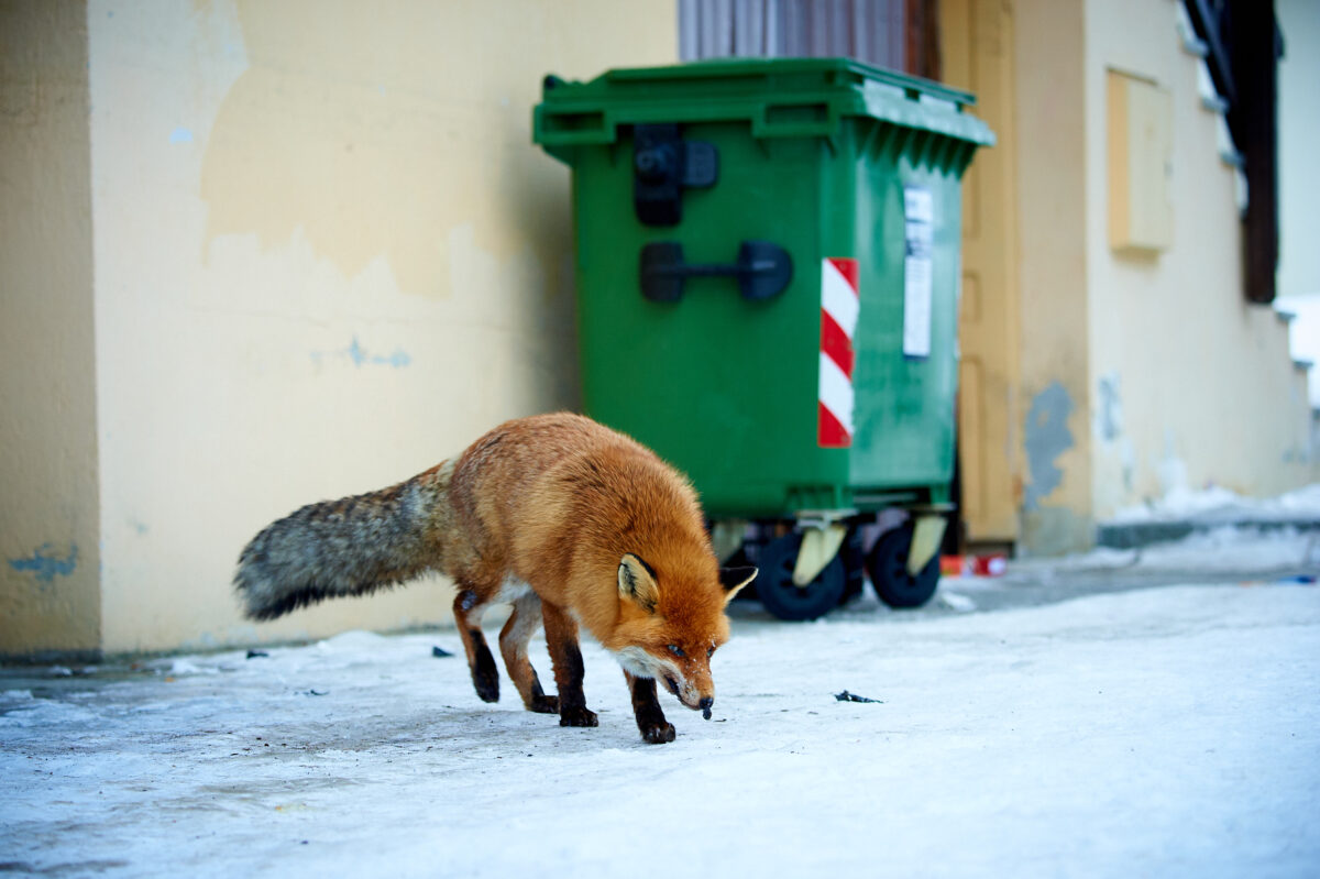 Fuchs an der Mülltonne
