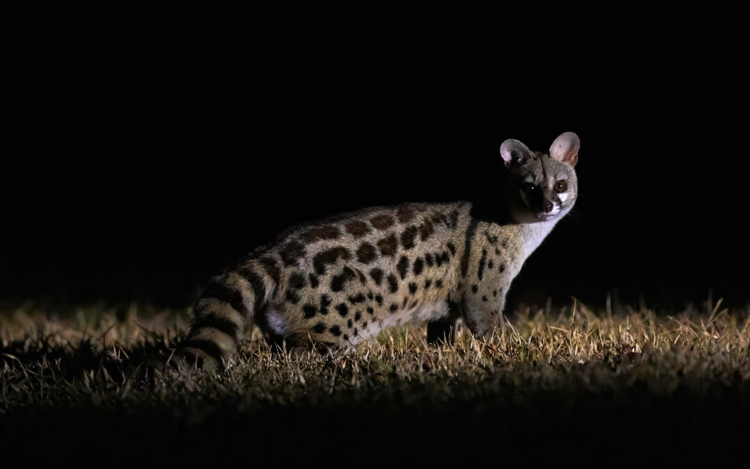 How-To: Wildtierfotografie bei Nacht