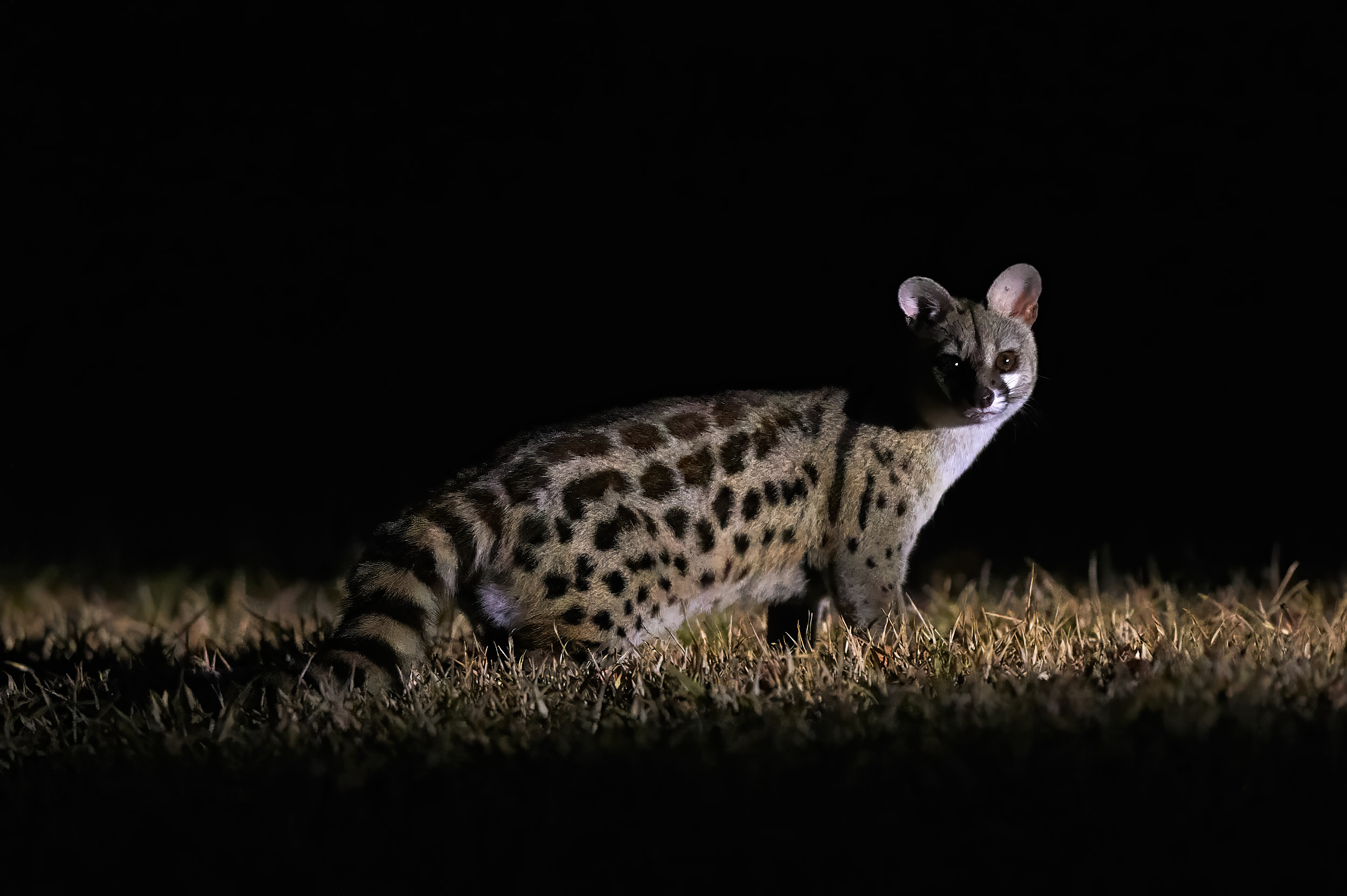 20191023-DSC_0894 Ginsterkatze bei Nacht