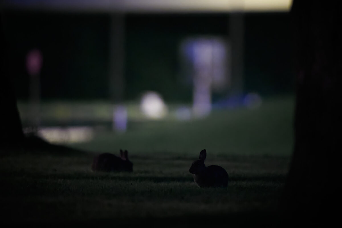 Wildkaninchen in der Stadt