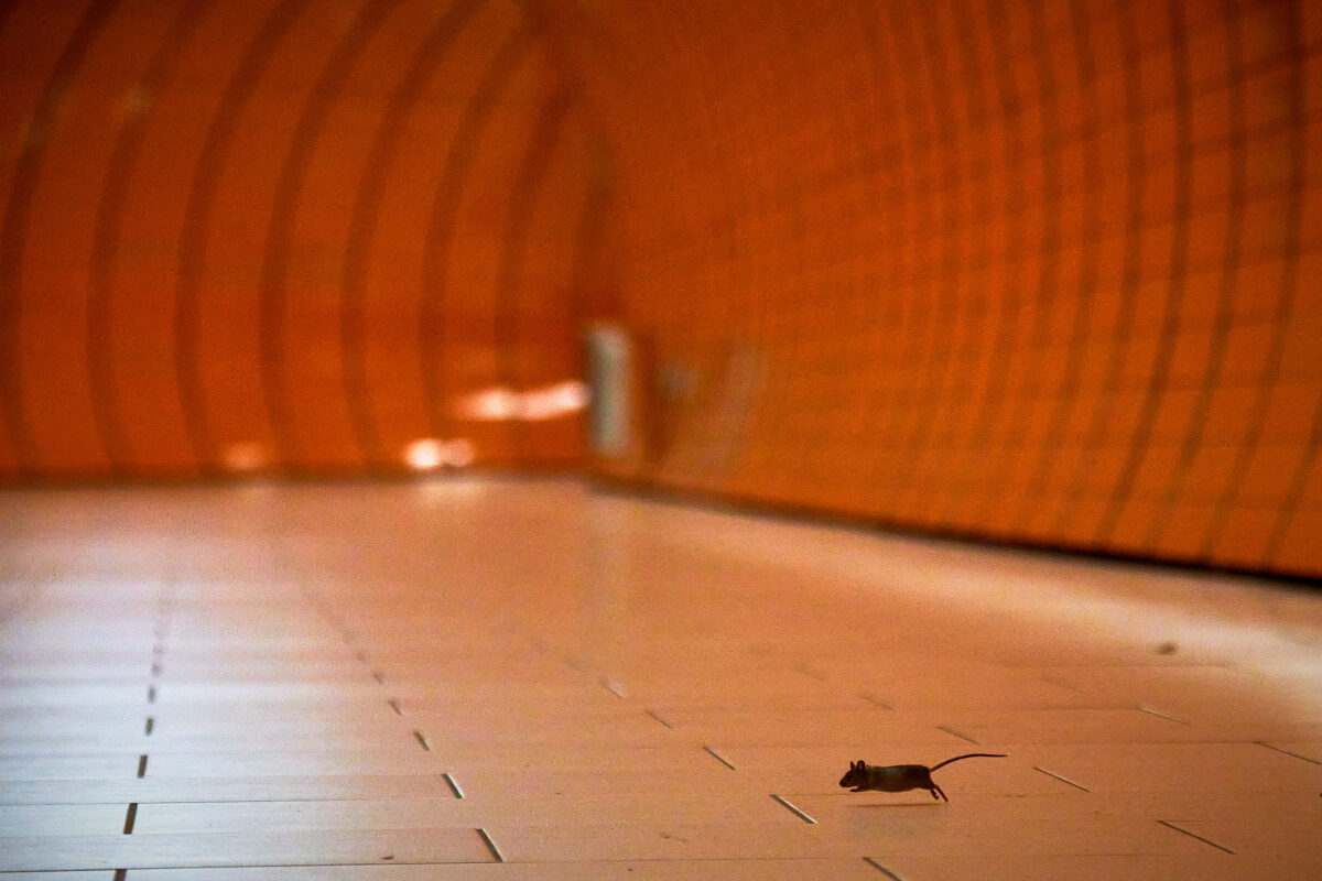 Maus in der Ubahn am Münchner Marienplatz