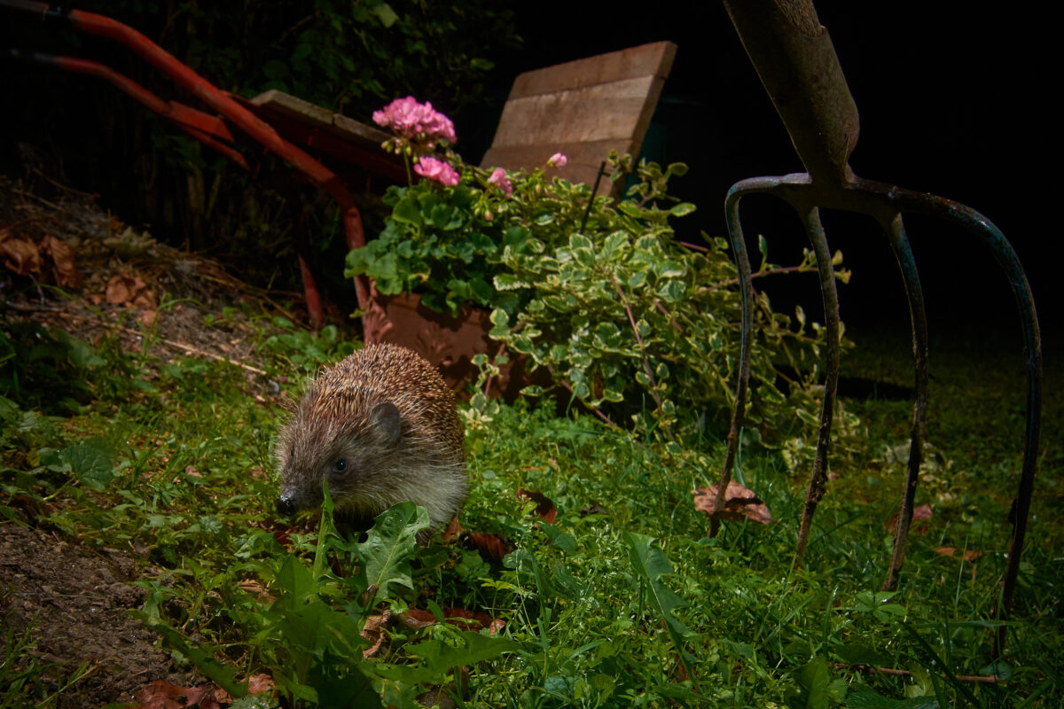 Igel im Garten