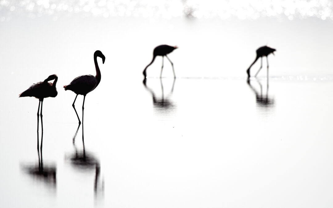 Jenseits der Realität? Die Rolle der Bildbearbeitung in der Naturfotografie