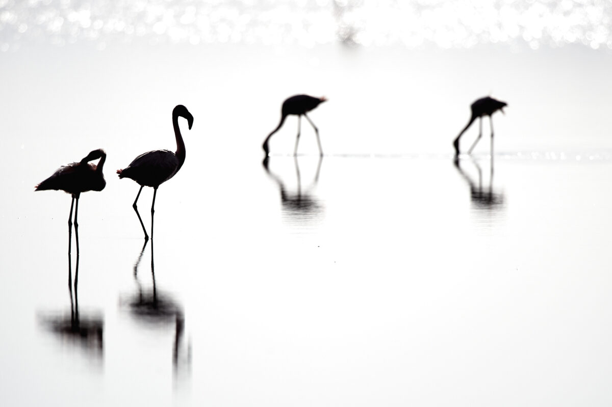 Zwergflamingos Zwergflamingos im Lake Natron, Tansania