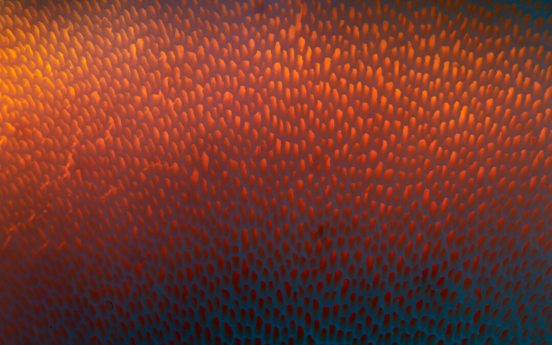 “The Underside of Wonder” – Mein Erfolg beim Nature Photographer of the Year 2025