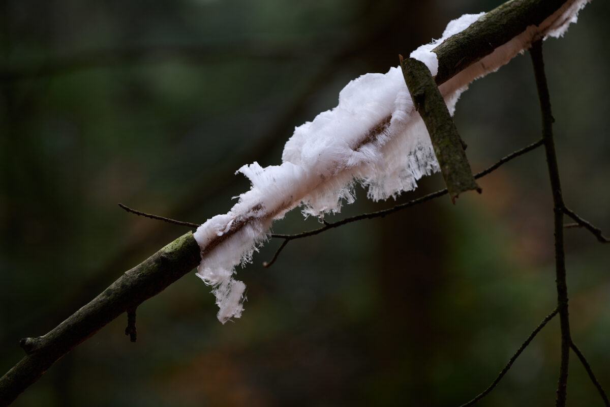Haareis an einem Buchenast.
