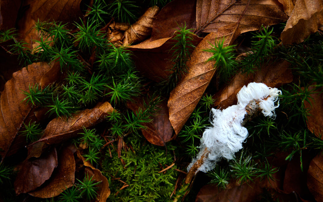 Haareis im Nebel – Makrofotografie an einem Dezembermorgen im Bayerischen Wald