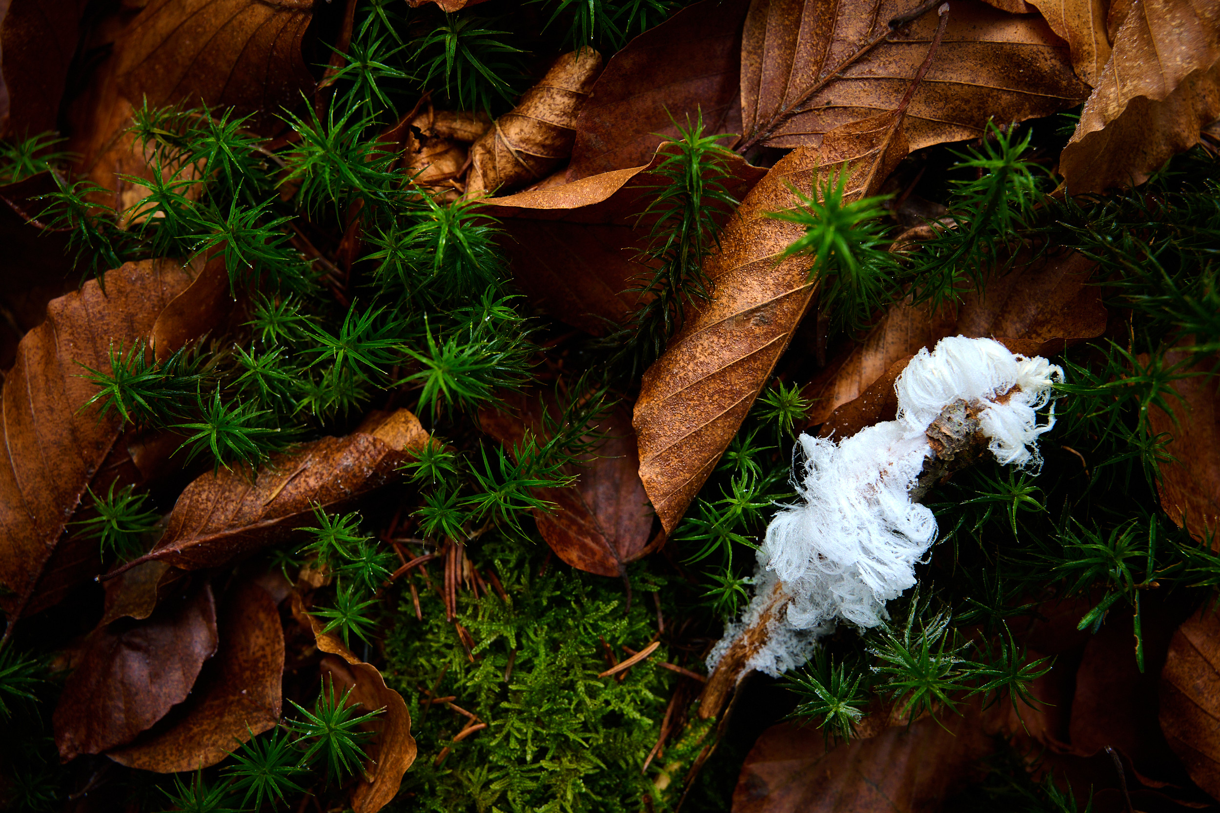 Haareis am Boden des Laubwaldes