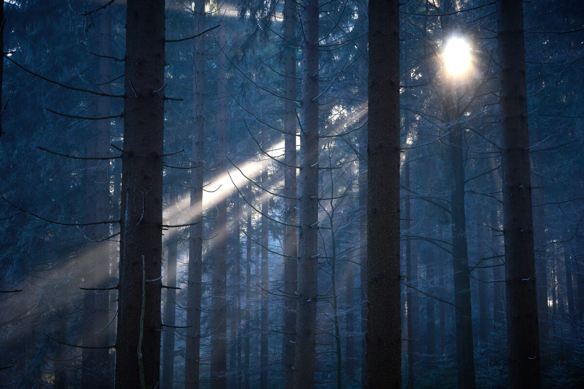 Nebliger Wintermorgen im Bayerischen Wald
