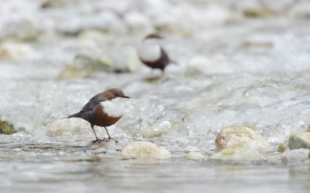 Wintervögel vor der Linse – Die besten Spots rund um München für Vogelfotografie
