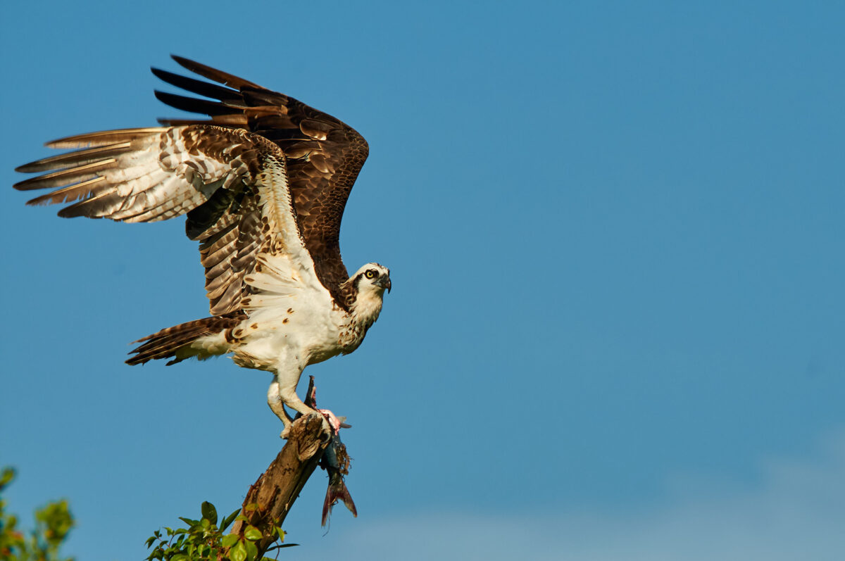 Fischadler mit Fisch und geรถffneten Flรผgeln
