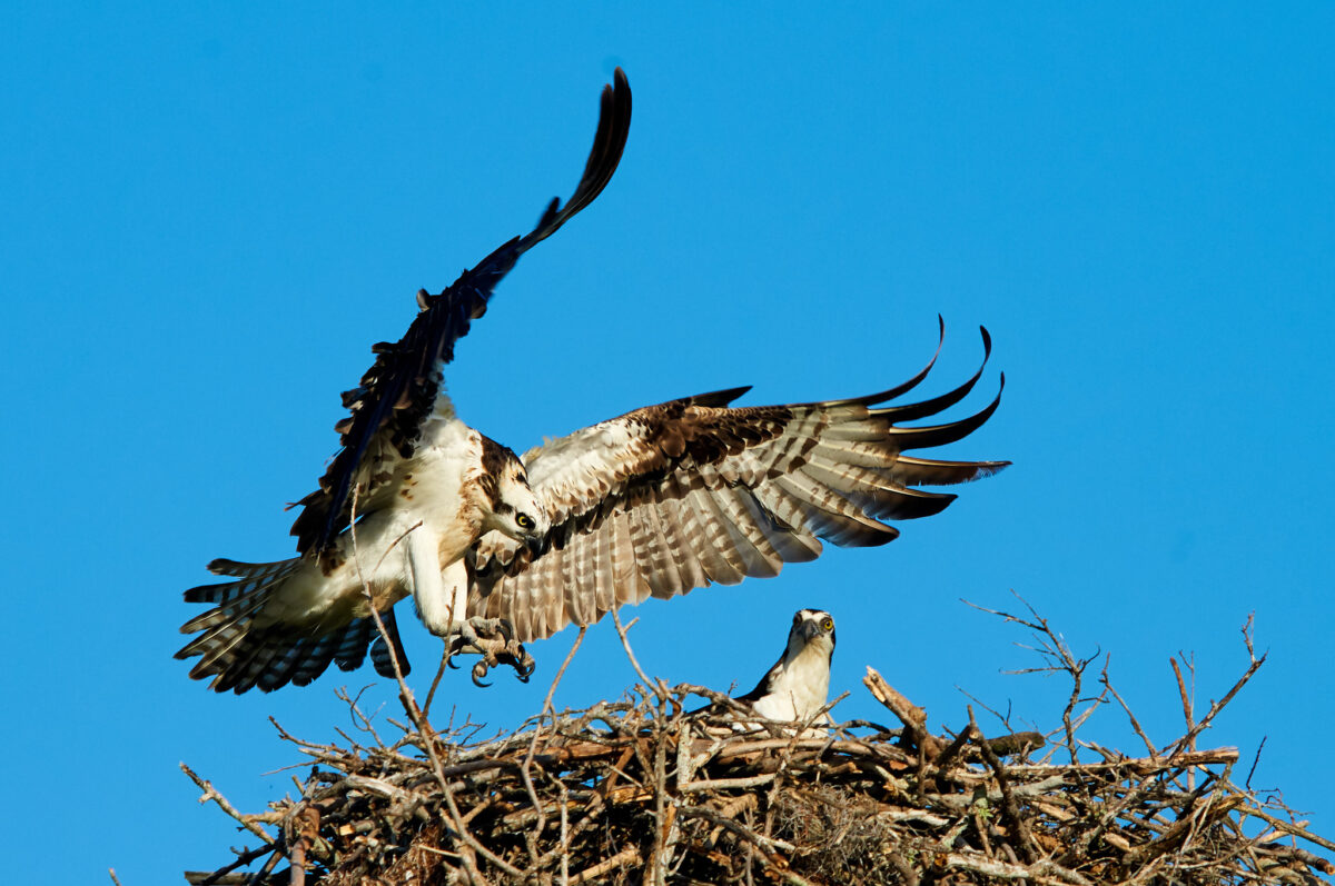 Ein Fischadler landet auf seinem Horst.