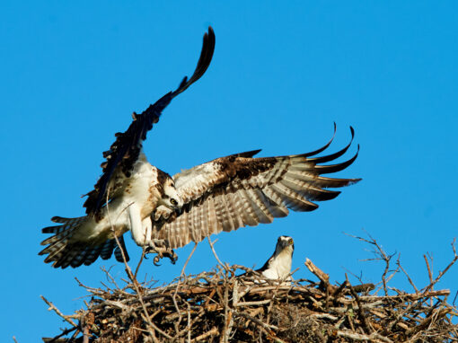 Ein Fischadler landet auf seinem Horst.