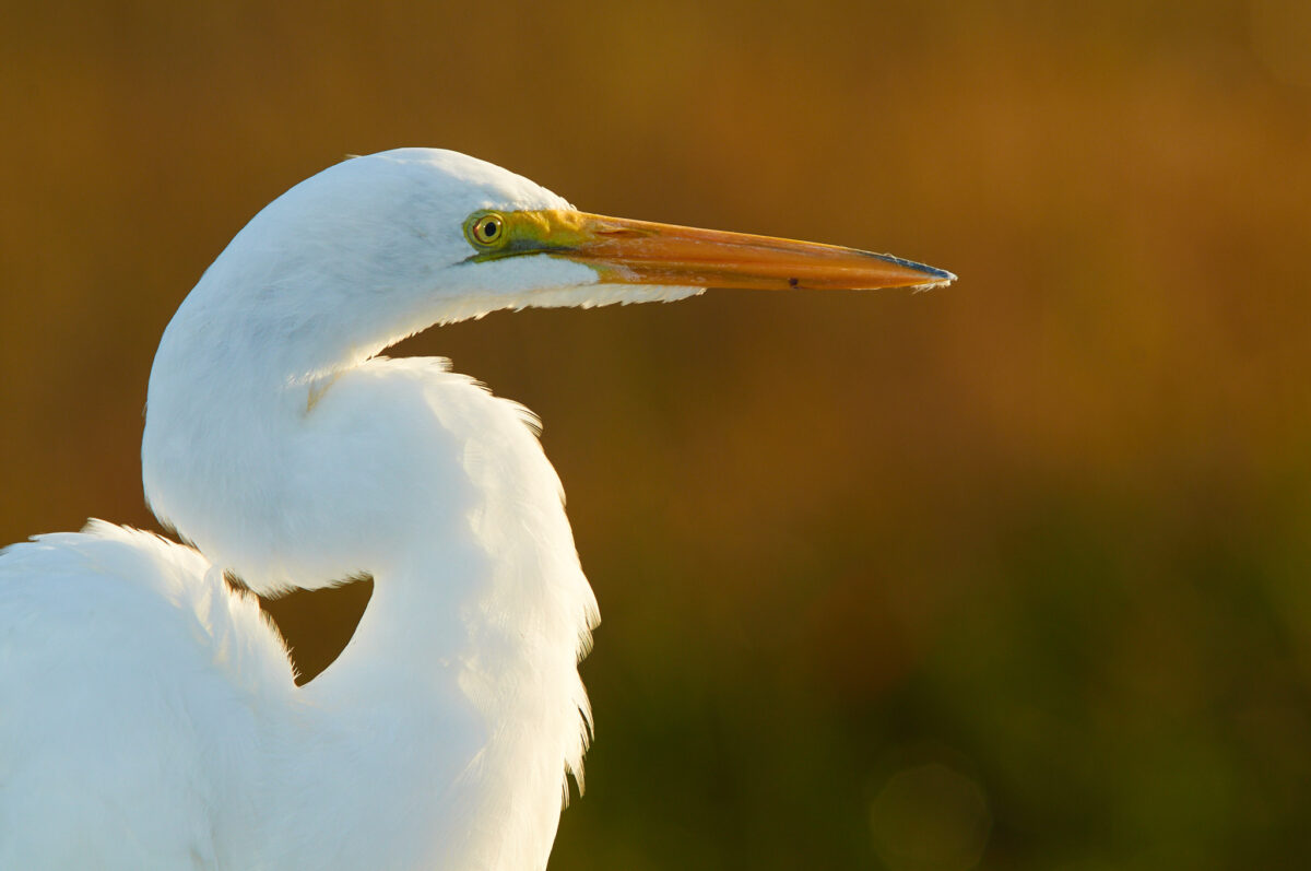 Silberreiher im Gegenlicht