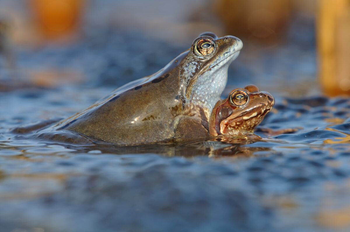 Grasfrösche beim Laichen