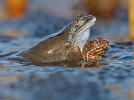 Grasfrösche beim Laichen