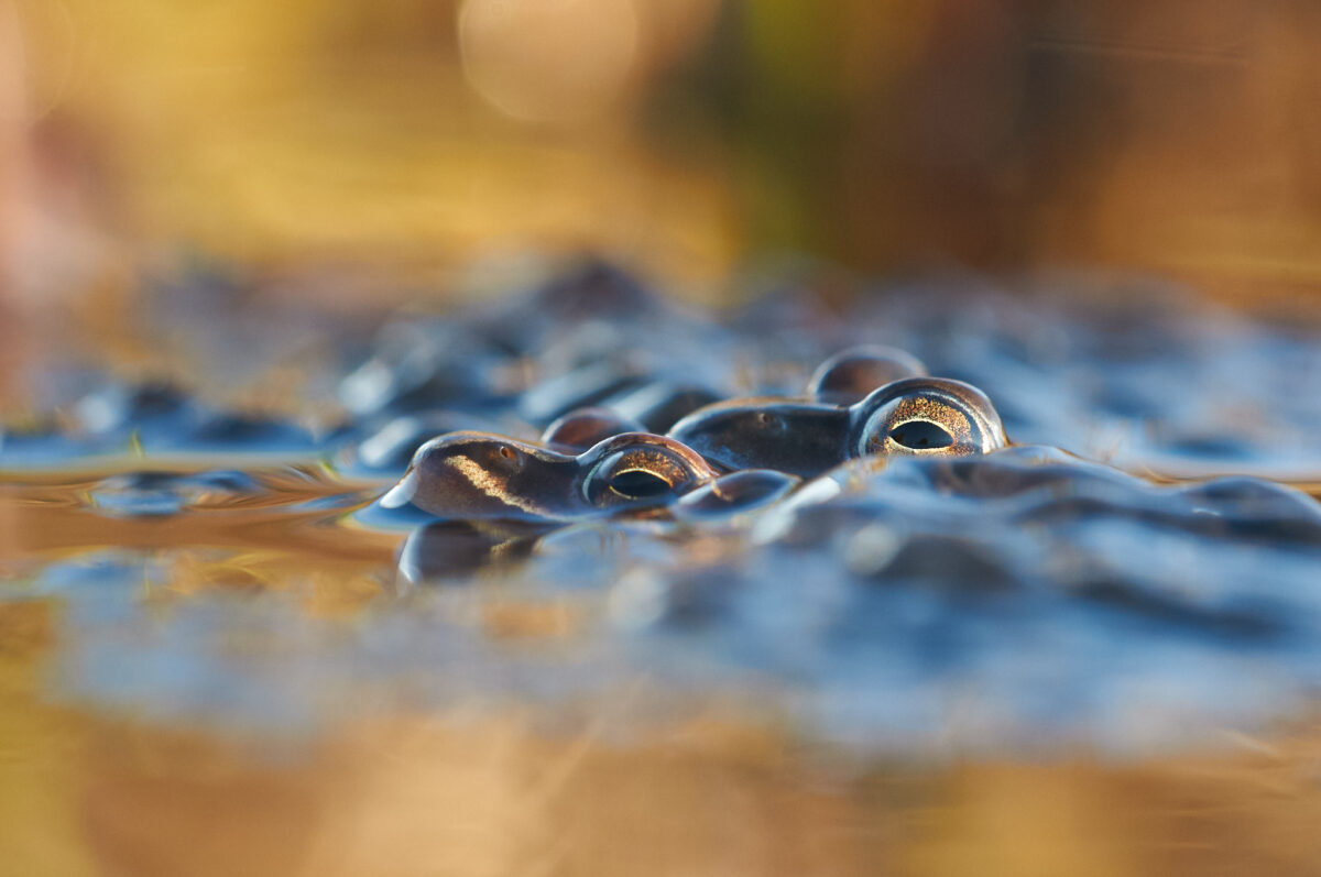 Grasfrรถsche versteckt im Laich