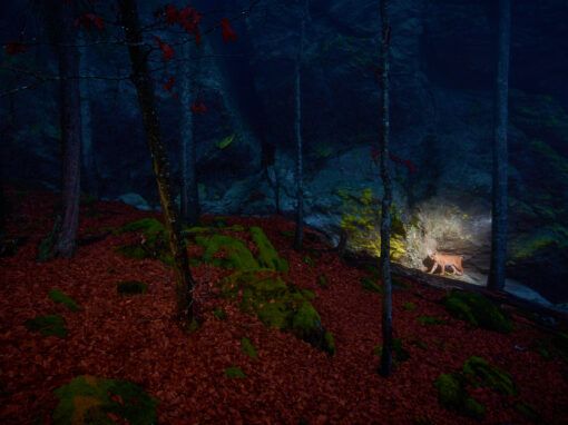 Luchsmännchen durchstreift sein Revier Luchsmännchen durchstreift sein Revier in der Dämmerung im Bayerischen Wald nahe dem Großen Arber – Kategoriesieger Glanzlichter 2026